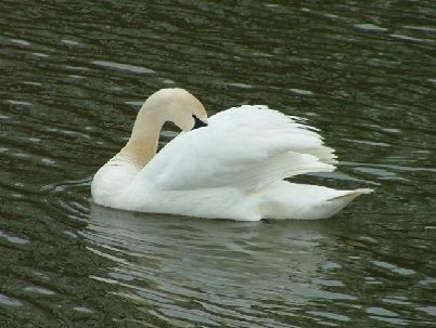 Mute Swan