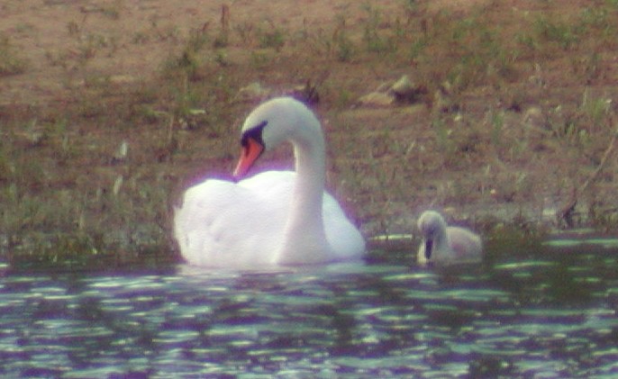 Mute Swan & Cygnet