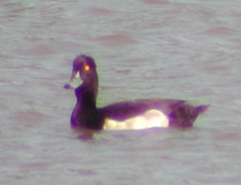 Tufted Duck