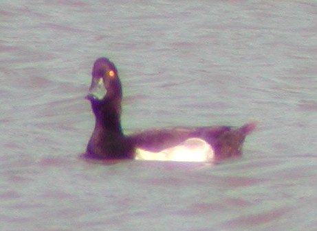 Tufted Duck