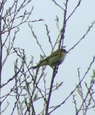 Willow Warbler