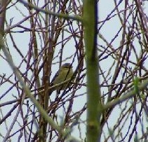 Willow Warbler