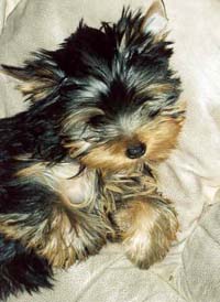 puppy