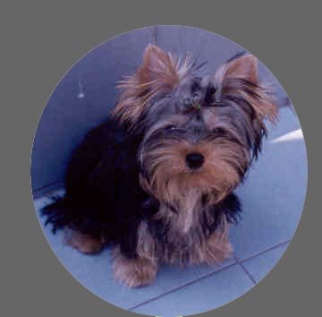puppy