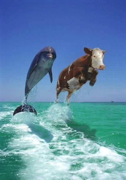 dolphins.jpg (38863 bytes)