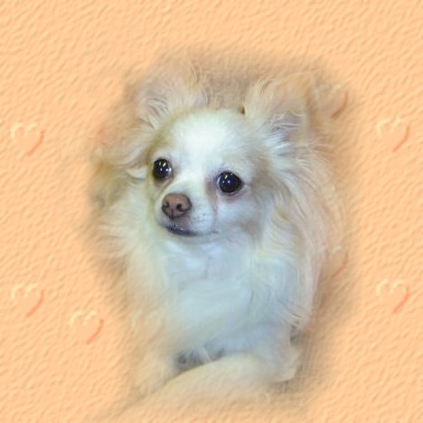 Welcome to Suzie's Chihuahuas