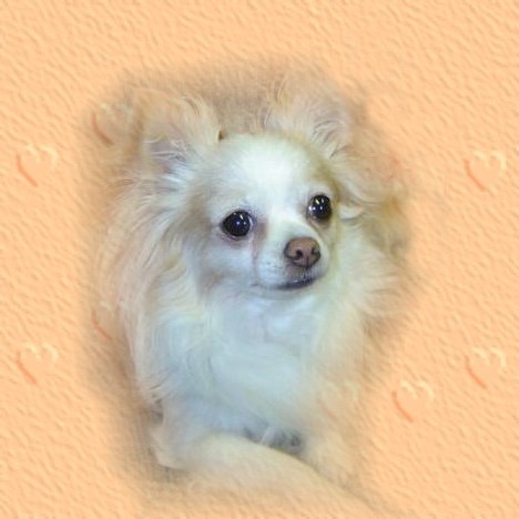 Welcome to Suzie's Chihuahuas