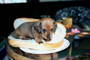 *Puppy's Hondenhok*