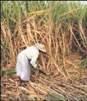 sugarcane