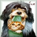Dog & Kitty