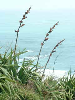 Flax in bloom (10853 bytes)