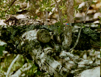 Fairie Tern egg on tree branch  (20979 bytes)