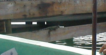 Igwana at City Dock