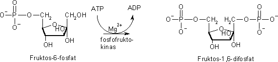 Fosforylering