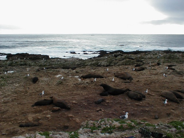 Elephant_seals_on_the_beach6.JPG