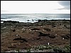 Elephant_seals_on_the_beach6.JPG
