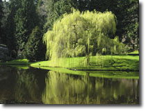 Bloedel Reserve