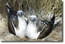 Blue Footed Boobies