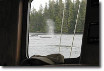 Whales close by!