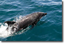 Dolphin