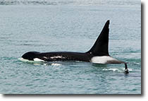 Orcas