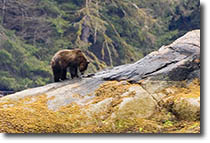 Grizzly Bear