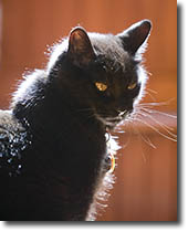 Murray the Cat