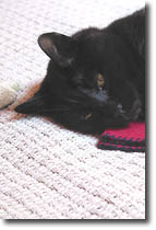 Murray The Cat