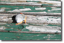 Hermit Crab