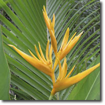 Bird of Paradise