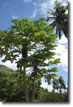 Nuku Hiva