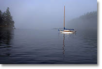 Royal Cove Fog