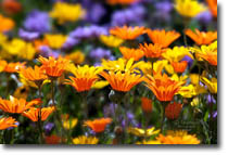 Roadside Wild Flowers