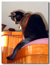 King of the Mountain