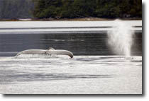 Whale Tail
