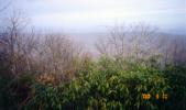 A view from Sassafras