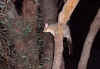 possum.JPG (40733 bytes)
