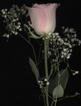 A picture
