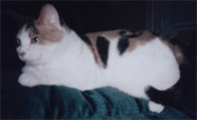 a cat