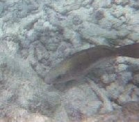 fish2.jpg (9468 bytes)
