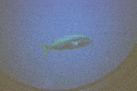 fish_sub.jpg (6117 bytes)