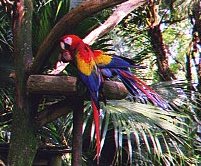 parrot.jpg (13124 bytes)