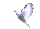 paloma2.gif (26122 bytes)
