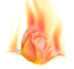 rosefire.jpg