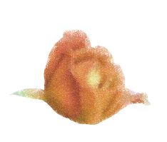 rosepastel.jpg