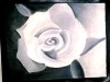 Rose03