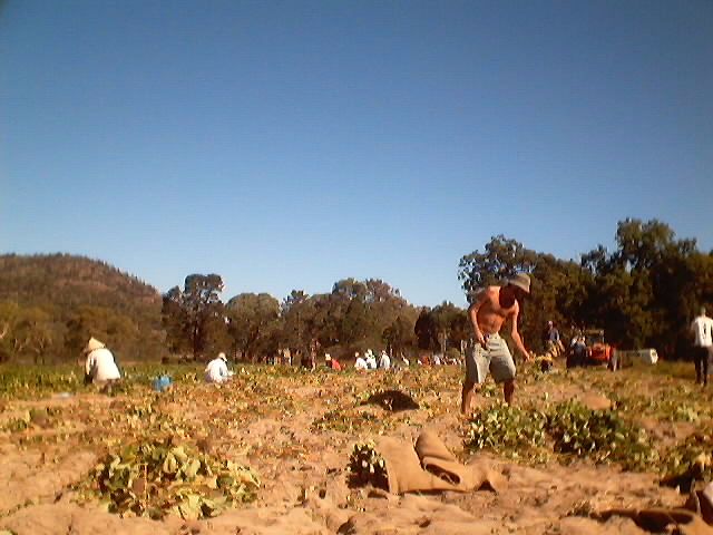strawberry farm