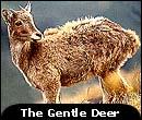 deer-kerala.jpg (7005 bytes)