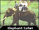 elephantsafari.jpg (6702 bytes)
