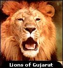 lion.jpg (7602 bytes)